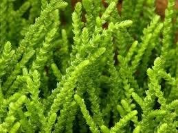Crassula muscosa 'watch chain' from $ 5.00. Succulent Princess Pine Watchchain Plant Our Plants Kaw Valley Greenhouses