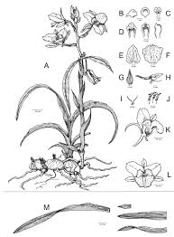 Image result for Eulophia sp. nov.