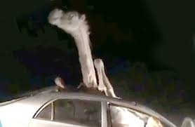 37 whole camel stuck in the car. Camel Car Horror Pictures