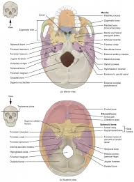 The skull is a strong, bony capsule that rests on the neck and encloses the brain. The Skull Anatomy And Physiology