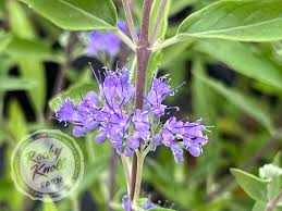 Image result for Caryopteris odorata
