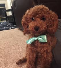 We offer free shipping and 30 days money back guarantee on all purchases. Michigan Red Toy Poodles Maltese Past Puppies Poodle Puppy Poodle Red Toy Poodle