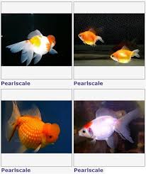 Balıklarınıza gereğinden fazla yem verirseniz onların. Japon Baliklari Hakkinda Evde Usta Var