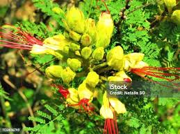 Image result for Erythrostemon gilliesii