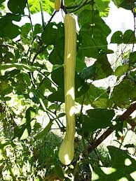 Perfectly planting cucumbers, squash & zucchini: Trombetta Squash Fairfax Gardening