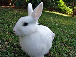 Welcome to the bunny bakery ‍ handmade treats & herbal forage our store is updated regularly keeping bunnies & guineas healthy babybluebunnies.com. White Vienna Rabbit Health Temperament Coat Health And Care Petguide Com