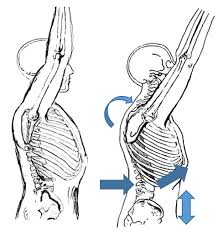 Correcting A Rib Flare Rib Cage Physical Therapy Exercises Massage Therapy
