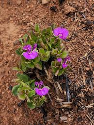 Image result for Polygala transvaalensis