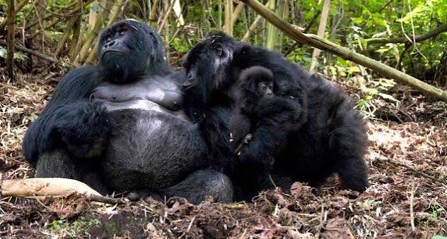 Nyakagezi gorilla family - gorilla families in mgahinga national park