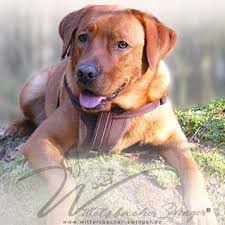 Wir sammeln bis zu 30 anzeigen von hunderten kleinanzeigen portalen für dich! Foxred Labrador Retriever Welpe Foxredwelpe Twitter