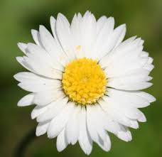 He told that he has to compile a similar list for groceries, vegetables, animals, fishes and so on. Botanical Name Wikipedia
