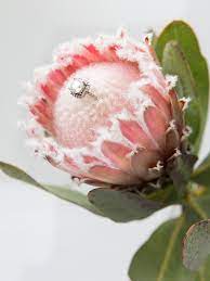 Wedding Flower Power The Unparalleled Protea Wedding Flowers Protea Wedding Pink Peonies Wedding