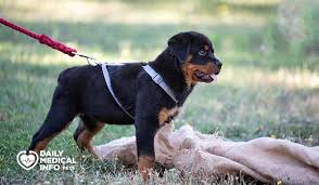 طرق تدريب كلاب الروت وايلر لاتباع الأوامر - صحة الحيوانات الأليفة