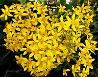 Sendflowers.com has been visited by 10k+ users in the past month Senecio Angulatus Wikipedia