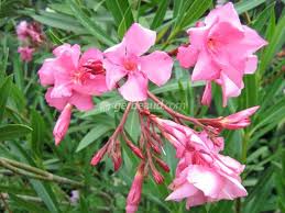 Maybe you would like to learn more about one of these? Bouturage Du Laurier Rose