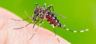 This is specialized work in the control of mosquitoes, rodents and various other insect and vertebrate pests. Pest Control Singapore What Is A Pest Control Operator Pco