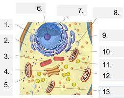 Name the organelle or organelles that perform each of the following functions. Cell Structure Gizmo Animal Cell Functions Part 1 Quiz Quizizz