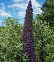 Image result for Echium