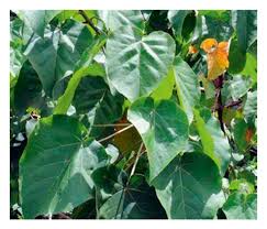 Image result for Croton macrostachyus