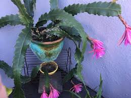 Dragon fruit are light feeders, so apply. Moms Dragonfruit Cactus I M So Excited To Get A Cutting Cactus
