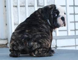 They are intelligent, noble, and loyal dogs who will do whatever it takes to protect their owners, earning them a feared reputation. Oh Hello Cuteness Brindle English Bulldog English Bulldog Puppies Bulldog Puppies