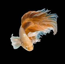 Well you're in luck, because here they. 1 339 Yellow Betta Fish Stock Photos Pictures Royalty Free Images Istock