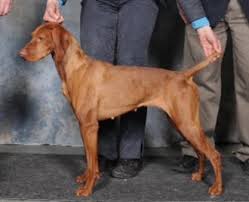 We typically have vizsla puppies for sale twice per year from 2 litters. Vizsla Breeder Registry Vizsla Breeders International Country Canada Vizslas Vizsla Puppies Vizsla Breeder Registry Jayney S Creative Works Jcw