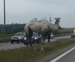 A camel handler pulled his camel out of its travel carrier in the middle of a snowstorm. Say What Escaped Camel Runs Loose On Russian Highway Exploreclarion Com