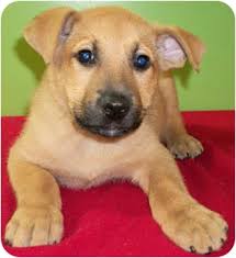 We offer a variety of breeds in ohio and surrounding states from reputable dog breeders to with over 11.5 million residents, ohio is the 7th most populous state in the country. Struthers Oh Belgian Malinois Meet Kramer A Pet For Adoption