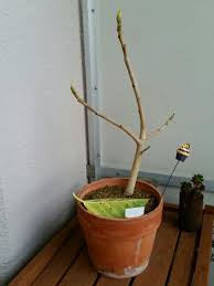 去年は丸坊主までいったアルテシマ 今年はどうなっているのか デルオの多肉日記 楽天ブログ
