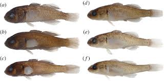 Image result for Hypselodelphys