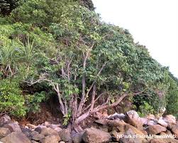 Image result for Xylocarpus