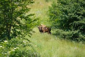 European bison grazing in Carpathian Mountains promoting carbon storage