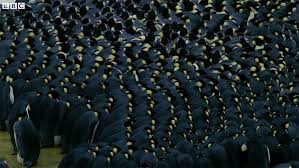 And what colors were they? How Does Huddling Help Penguins Stay Warm The Kid Should See This