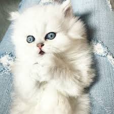 One of the oldest cat breeds, it takes its name from its place of origin: Persian Kittens For Sale Near Me Home Facebook