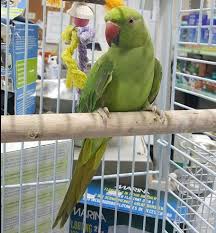 But they do require an attentive caretaker who can spend time handling them every day to keep them tame and prevent them from becoming bored. Indian Ringneck Parakeets For Sale Cheap Indian Ringnecks For Sale