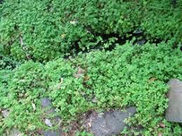 Image result for Marsilea villifolia