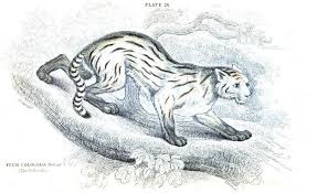 Until recently, it included the. Pampaskatze Leopardus Colocolo Katzenforschung Katzenwissen Katzenhaltung