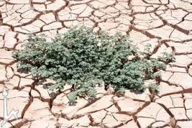 Image result for Glinus lotoides