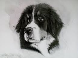 Ritratto Bovaro Ritratto Cane In Bianco E Nero Disegno A Matita Ritratti Su Commissione Ritratti Di Cani Ritratto A Matita Cani