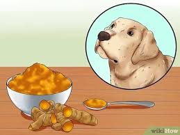 Check spelling or type a new query. 3 Cara Untuk Mengobati Anjing Yang Cacingan Dengan Makanan Dan Rempah Rempah