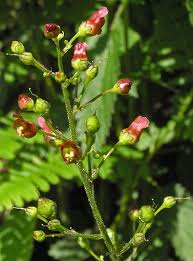 Image result for Scrophulariaceae