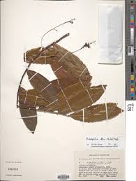 Image result for Rhabdophyllum affine