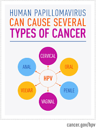 However, only a very small percentage of women infected with untreated hpv. Hpv And Cancer National Cancer Institute