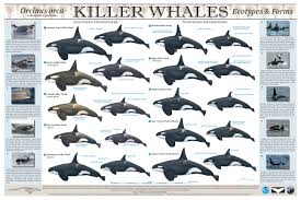 What Do You Mean There Are Different Types Of Killer Whales