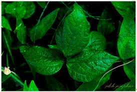 Image result for Vigna mildbraedii