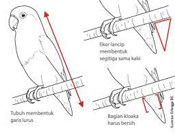 Contents  show jenis makanan burung lovebird. Agromedia 9 Kriteria Penilaian Beauty Contest Lovebird Agromedia
