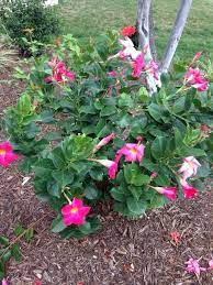 Mandevilla Mandevilla Your Plant Appears To Be A Mandevilla Of Which There Are Many Hybrids All Bear Lovely 5 Lobe Trailing Plants Blooming Plants Plants