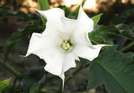 Image result for durman obecný plod