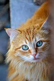 Belles Images Chats Pretty Cats Beautiful Cats Cute Animals